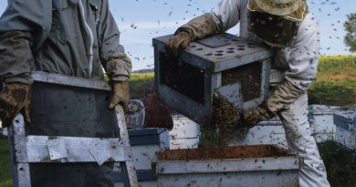 Des apiculteurs occupés