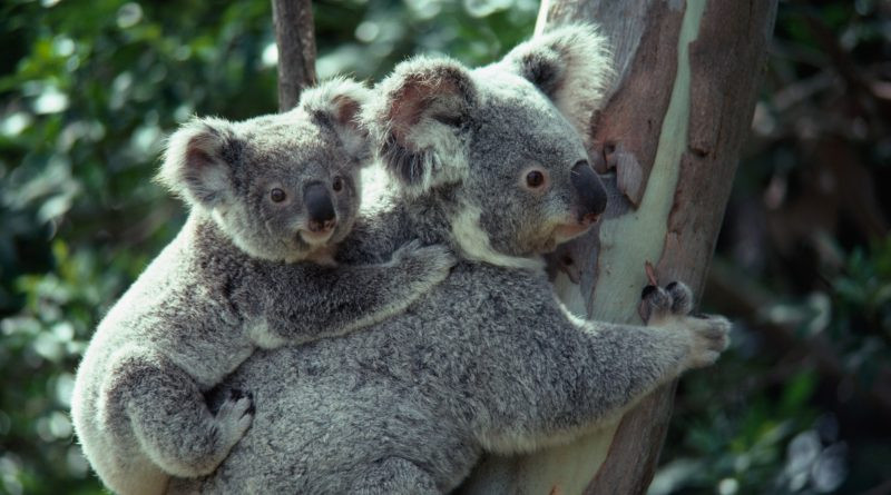 Koala Kin