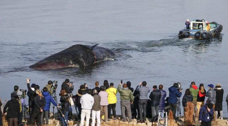 Baleine morte enlevée
