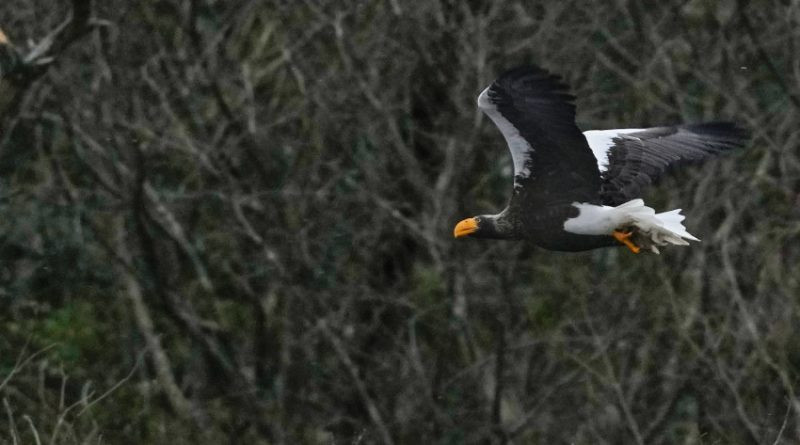 L'aigle a atterri