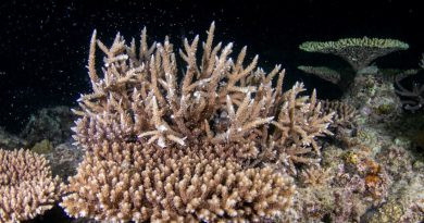 Le corail se reproduit au large d'Okinawa