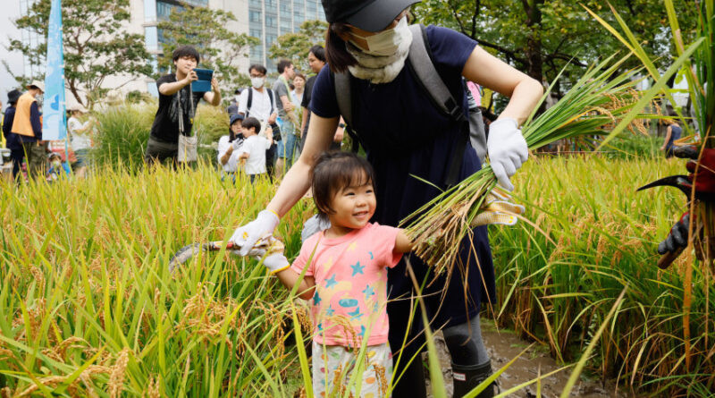 Récolte du riz à Roppongi
